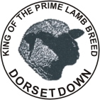 Dorset Down Sheep