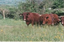 Devon Red Cows 
