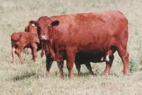 Mawen with Calf