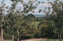 View from the Orchard