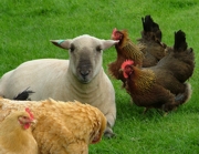 Ram and Hens