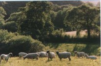 Dorset Down Sheep